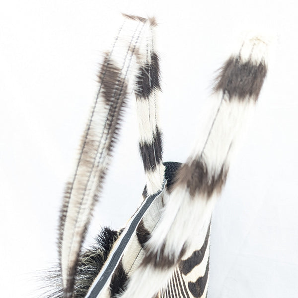 限定トートバッグ ゼブラヘッド