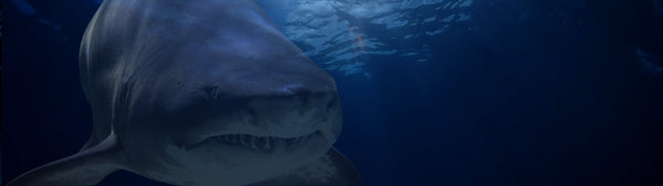 鮫革コレクション｜シャークレザー（Shark Leather）