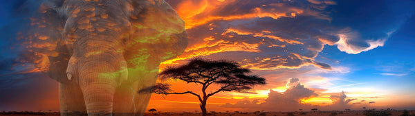 象革コレクション｜エレファントレザー（Elephant Leather）